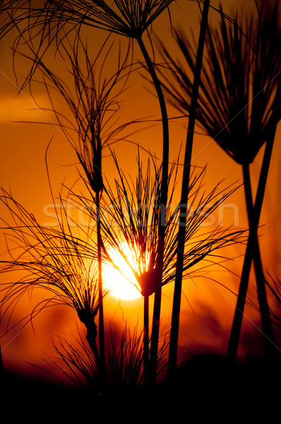 Papirüs gün batımı bitkiler okumak turuncu gökyüzü Stok fotoğraf © JFJacobsz