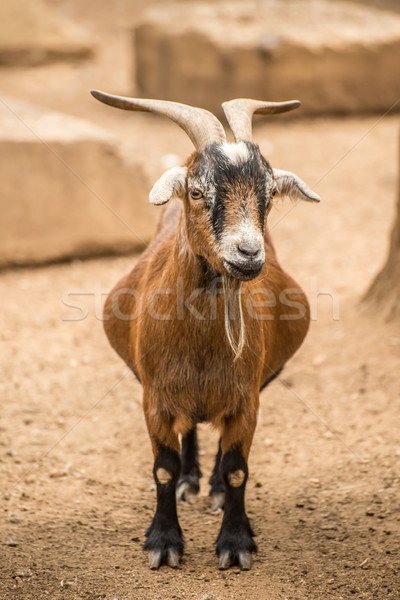 Adulto cabra fazenda comida leite carne Foto stock © JFJacobsz