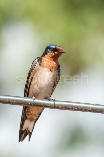 Swallow on Wire Stock photo © JFJacobsz