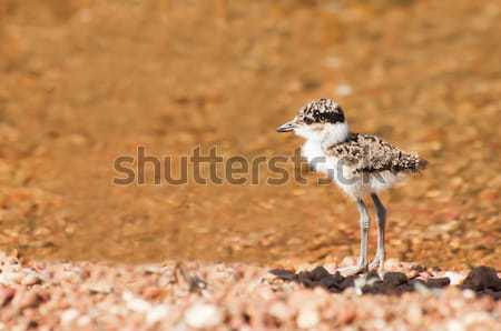 Lapwing Chick at Lake Stock photo © JFJacobsz