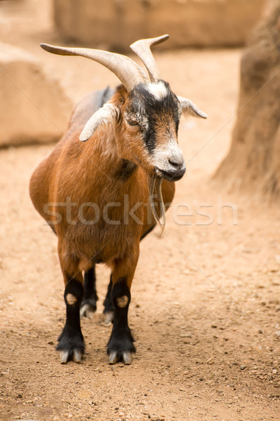 Koza zakurzony piaszczysty pióro gospodarstwa żywności Zdjęcia stock © JFJacobsz