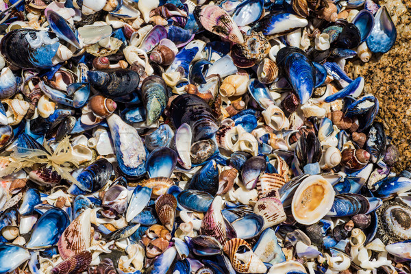 Stock photo: Shells on the Rocks