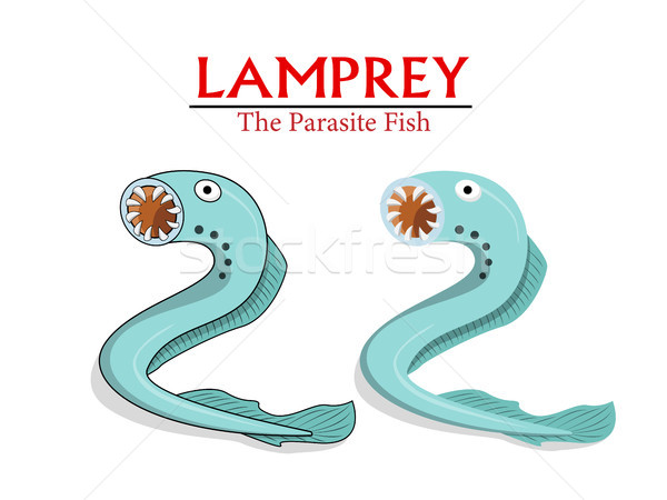 Lamprey , Parasite Fish in vector cartoon design Stock photo © jiaking1