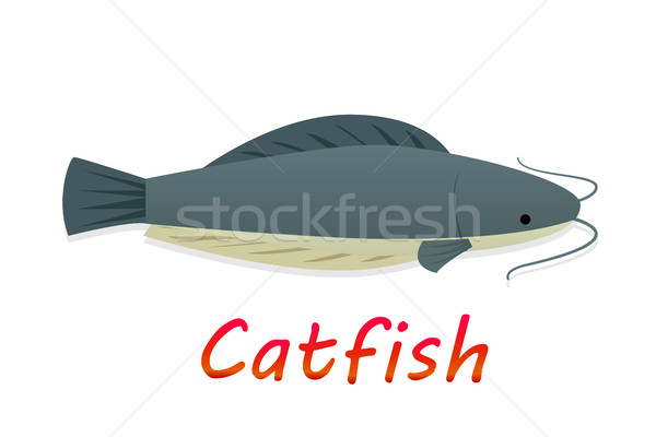 Cartoon catfish in flat style, vector Stock photo © jiaking1