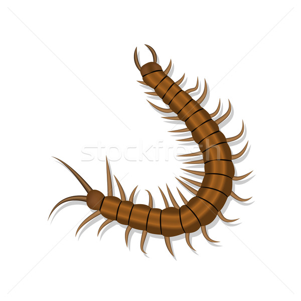 Realistic centipede with shadow isolated Stock photo © jiaking1