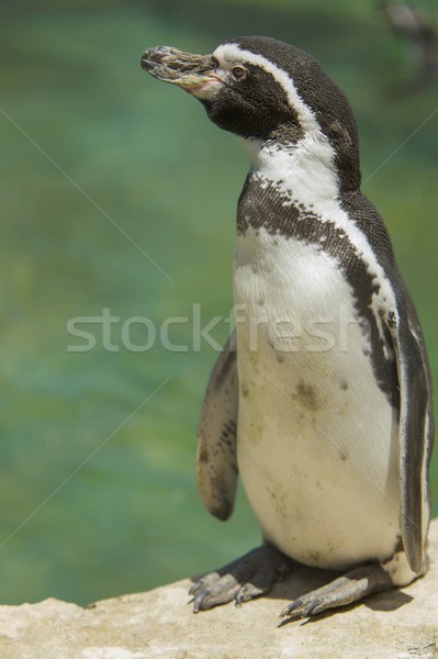 Standing penguin looking aside Stock photo © jirivondrous