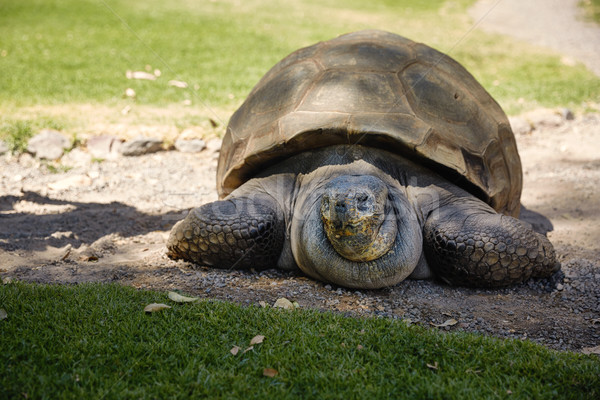 Detail of Giant Turtle in Arequipa, Peru Stock photo © jirivondrous