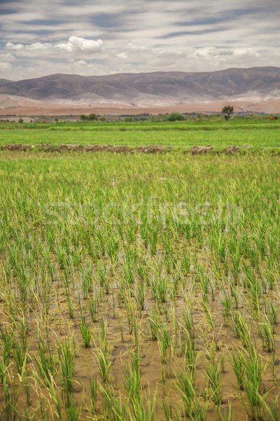 Campo de arroz montanas nublado cielo alimentos montana Foto stock © jirivondrous