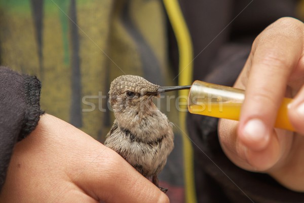 Kolibri etetés nektár fiú kéz állat Stock fotó © jirivondrous