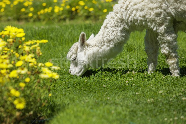 Stock photo: Baby lama feeding on grass
