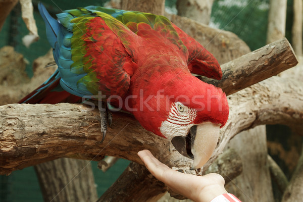 Feeding Ara Macao parrot from the hand Stock photo © jirivondrous