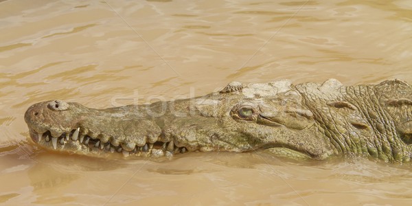 Detail krokodillen hoofd horizontaal afbeelding Stockfoto © jirivondrous