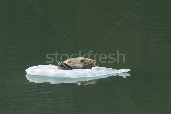 Harbor Seal with Baby on Iceberg in Tracy Arm Alaska Stock photo © jirivondrous