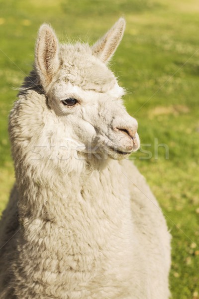 Close up of lama, Arequipa, Peru Stock photo © jirivondrous