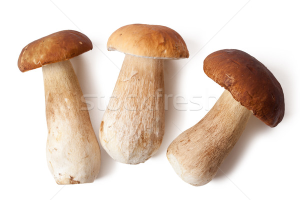 fresh  mushrooms Stock photo © jirkaejc