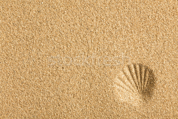 shell imprinted on the sand Stock photo © jirkaejc