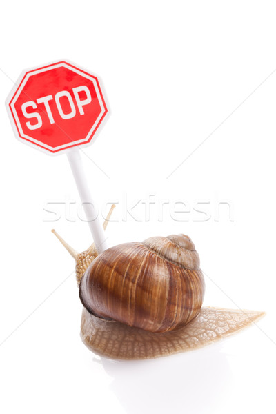 Stock photo: garden snail and stop traffic sign