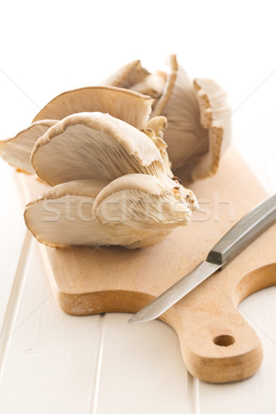 Oyster mushroom Stock photo © jirkaejc