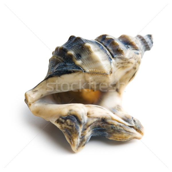 Zee shell witte strand zomer kleur Stockfoto © jirkaejc