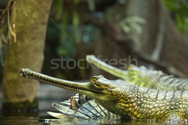 gharial Stock photo © jirkaejc