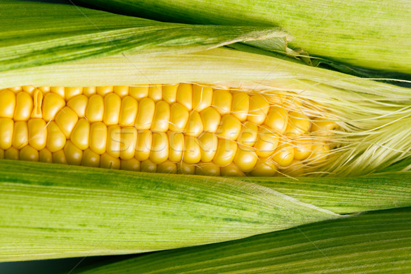 sweet corn Stock photo © jirkaejc