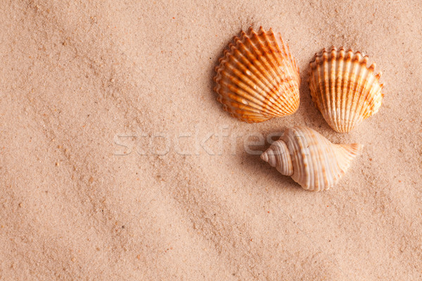 Kagylók homok fotó lövés víz absztrakt Stock fotó © jirkaejc