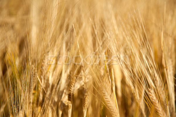 cornfield Stock photo © jirkaejc