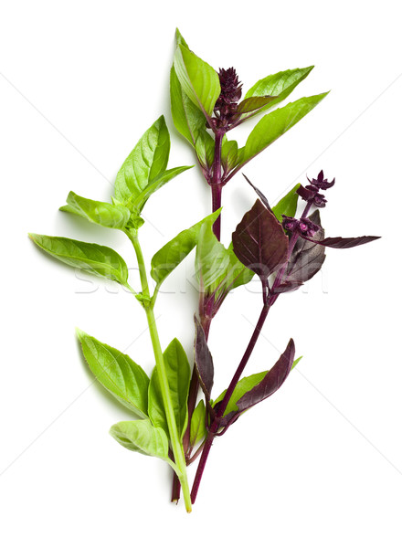 varied basil leaves Stock photo © jirkaejc