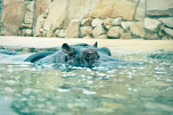 hippopotamus looking out of the water Stock photo © jirkaejc