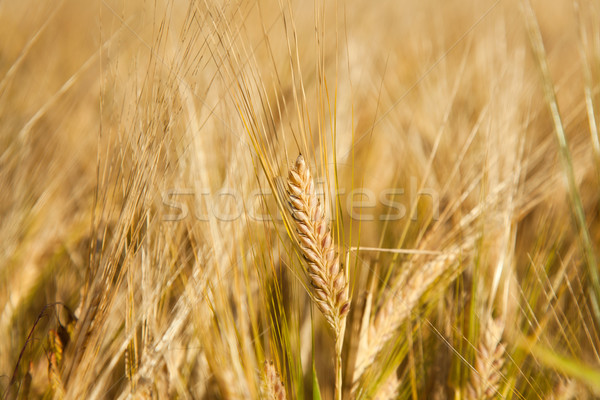 Kornfeld Detail Essen Natur Weizen Anlage Stock foto © jirkaejc