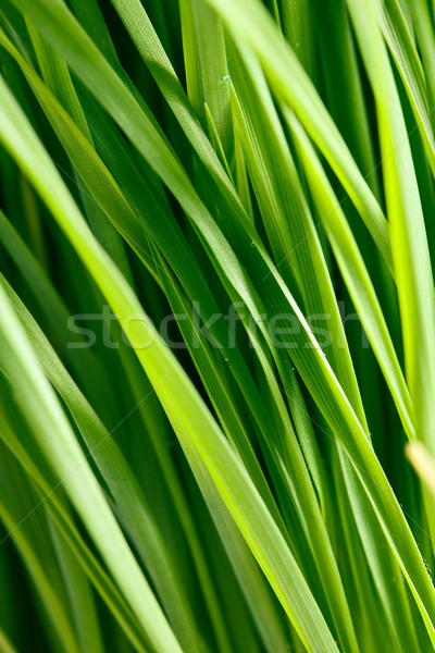 pattern of green grass Stock photo © jirkaejc