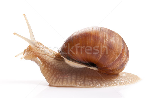 the garden snail Stock photo © jirkaejc