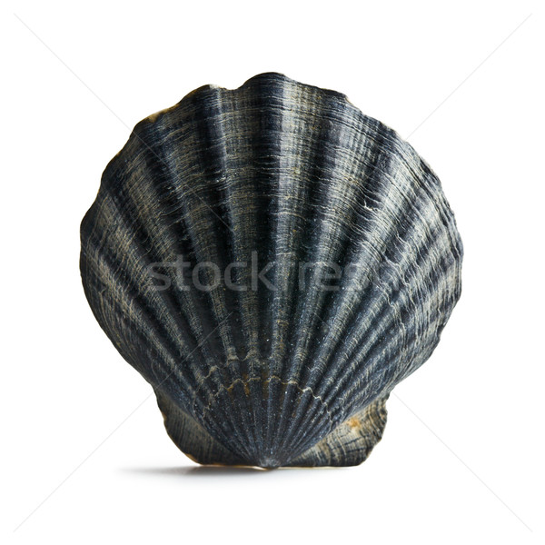 black sea shell Stock photo © jirkaejc