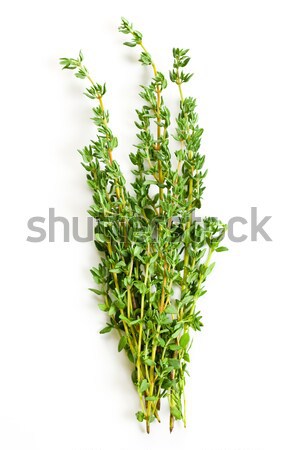thyme herb Stock photo © jirkaejc