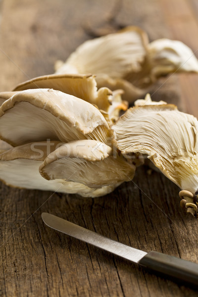Oyster mushroom Stock photo © jirkaejc