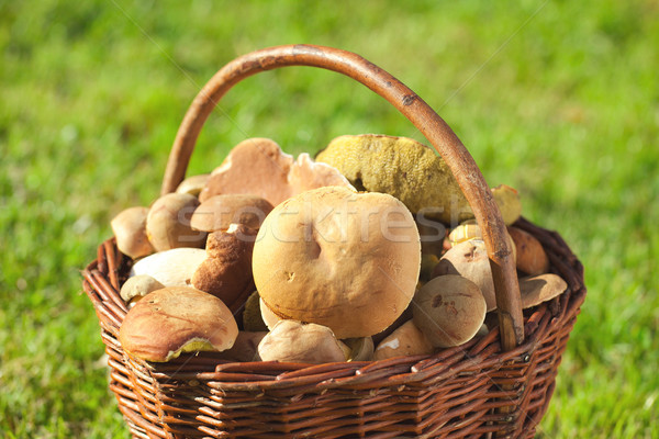 mushrooms in a basket Stock photo © jirkaejc