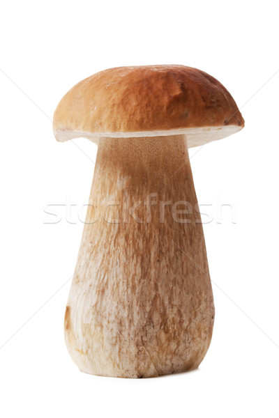 fresh  mushroom Stock photo © jirkaejc