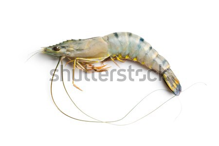 raw tiger shrimp Stock photo © jirkaejc