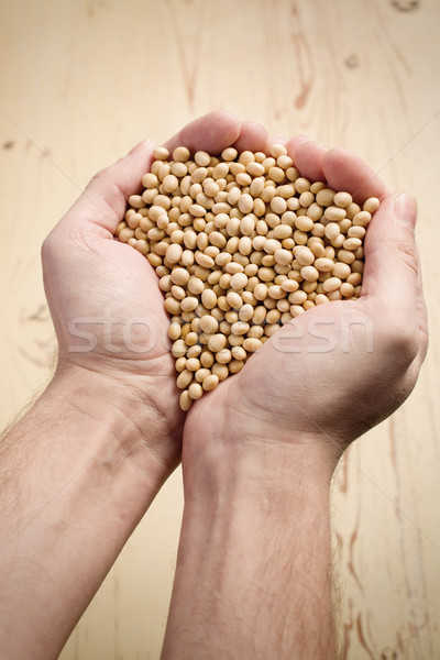 soya beans in hands Stock photo © jirkaejc