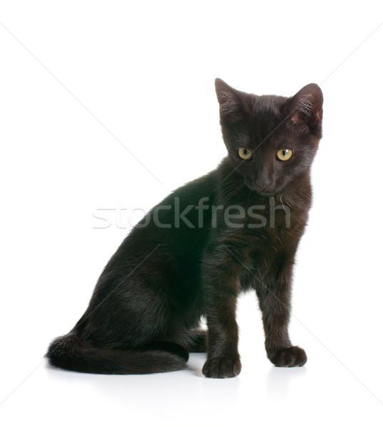 黑色 貓咪 白 背景 滑稽 年輕 商業照片 © jirkaejc