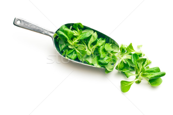 corn salad, lamb's lettuce in scoop Stock photo © jirkaejc