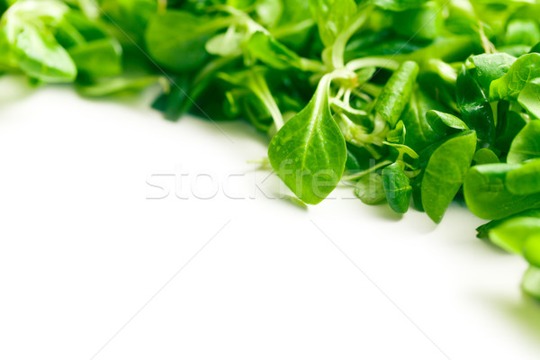 corn salad, lamb's lettuce  Stock photo © jirkaejc