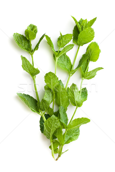 fresh mint leaves Stock photo © jirkaejc