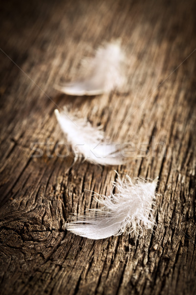 white feather on vintage desk Stock photo © jirkaejc