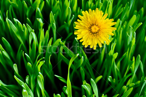 Jaune pissenlit herbe verte printemps nature jardin [[stock_photo]] © jirkaejc