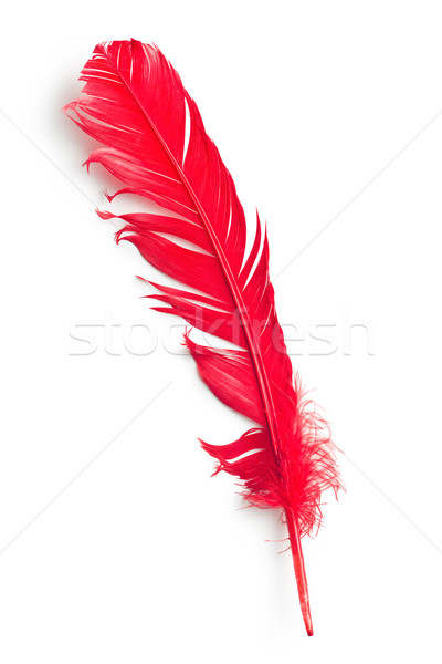 red feather Stock photo © jirkaejc