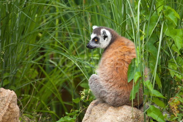 lemur Stock photo © jirkaejc