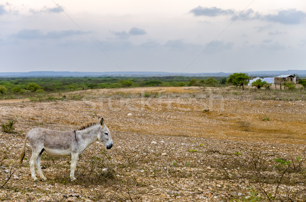 Grey Donkey Stock photo © jkraft5