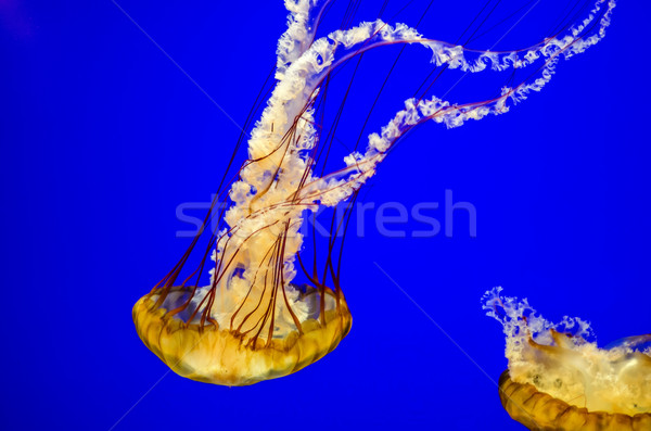 Mare meduză frumos albastru frumuseţe ocean Imagine de stoc © jkraft5
