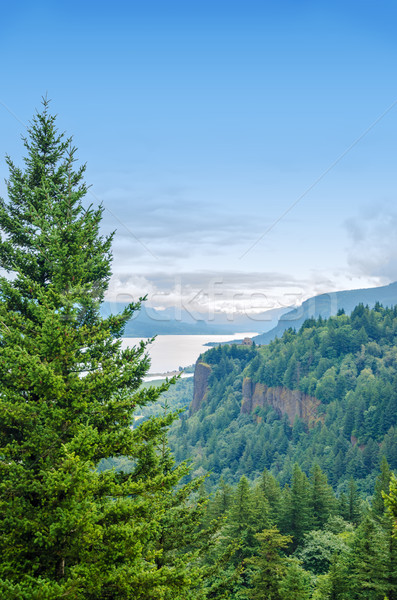 Pine Tree and Columbia River Gorge Stock photo © jkraft5
